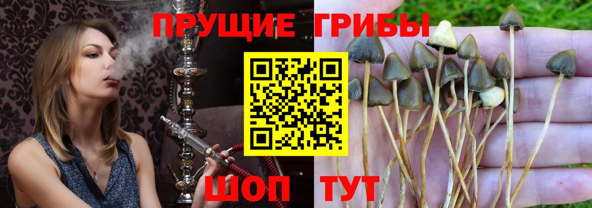 Россошь  даркнет сайт  Вход с VPN  Галлюциногенные грибы Cubensis 